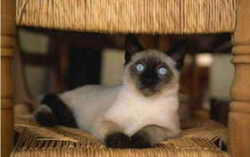 巴厘貓脫水怎么辦 巴厘貓脫水解決辦法