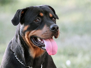 羅威納犬打架怎么辦