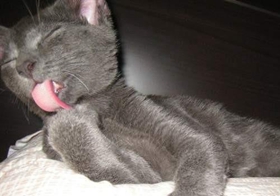 科拉特貓腎衰怎么辦 科拉特貓腎衰解決辦法