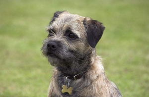 邊境梗長螨蟲怎么辦 邊境梗長螨蟲治療方法