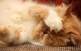 波斯貓拉肚子怎么辦 波斯貓拉肚子解決辦法