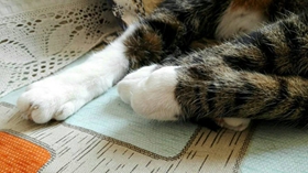 中國貍花貓有跳蚤怎么辦 教你三招去除貓咪跳蚤