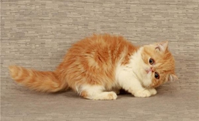 加菲貓總是流眼淚怎么辦 加菲貓流眼淚解決辦法