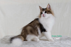 挪威森林貓得了抑郁癥怎么辦 貓咪抑郁癥解決辦法