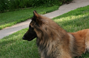 比利時特伏丹犬怎么訓(xùn)練接飛盤 接飛盤訓(xùn)練方法