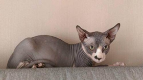 加拿大無毛貓乳腺腫瘤怎么防治