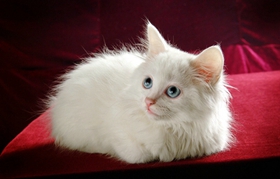 波斯貓嘔吐吃什么藥 波斯貓嘔吐原因介紹