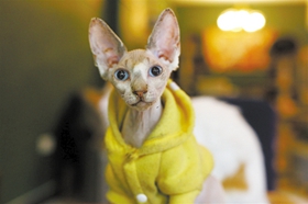 加拿大無毛貓咳嗽怎么辦 貓咪咳嗽的預防措施