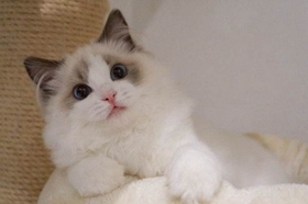 布偶貓生病了怎么辦 布偶貓生病照顧注意事項(xiàng)