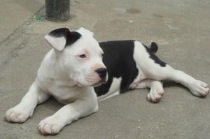 斯塔福郡斗牛梗握手如何訓練 斯塔福郡斗牛梗握手訓練方法