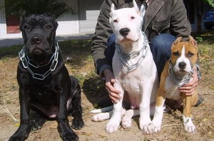 斯塔福郡斗牛梗怎么訓練出門隨行教程