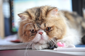 異國短毛貓耳朵掉毛怎么辦 加菲貓耳朵掉毛原因