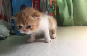 加菲貓怎么體外驅(qū)蟲 加菲貓體外驅(qū)蟲方法