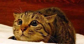 中國貍花貓感冒了怎么辦 貍花貓感冒預防方法