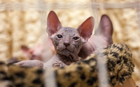 加拿大無毛貓多涎癥怎么治療