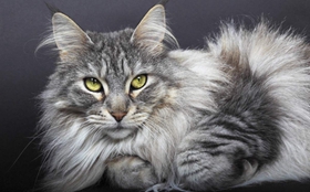 緬因貓腸炎吃什么藥 貓咪腸炎癥狀