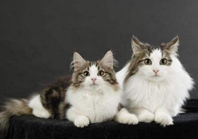 挪威森林貓幼貓感冒吃什么藥 發病原因詳解