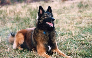 比利時特伏丹犬怎么訓(xùn)練 基礎(chǔ)訓(xùn)練技巧