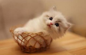 布偶貓排尿不暢怎么回事 布偶貓排尿不暢原因