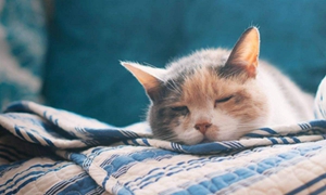 貓鼻支和貓感冒怎么區分 二者區分技巧