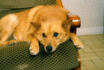 芬蘭波美拉尼亞絲毛狗