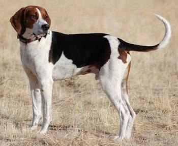 美國(guó)獵狐犬