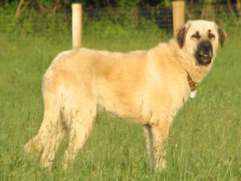 安納托利亞牧羊犬