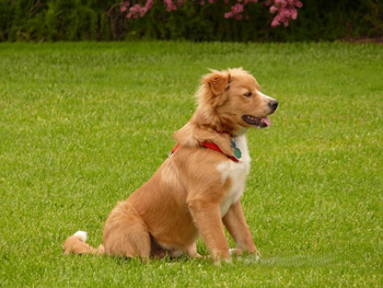 新斯科舍獵鴨尋獵犬