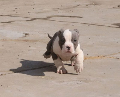 美國(guó)惡霸犬