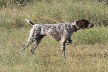 德國短毛波音達