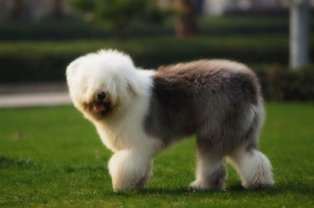 英國(guó)古代牧羊犬