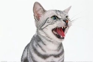 貓薄荷使用注意事項