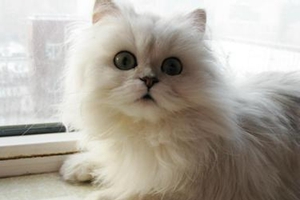 金吉拉怎么配種