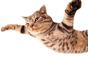 貓咪換牙齒應注意什么