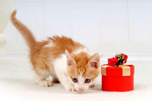 小貓出生后不會吃奶怎么辦