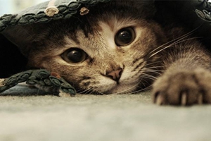 如何識別貓抓病癥狀