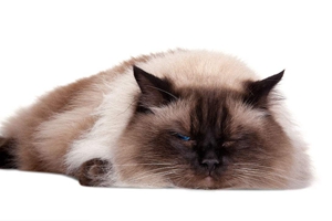 布偶貓發情癥狀有哪些