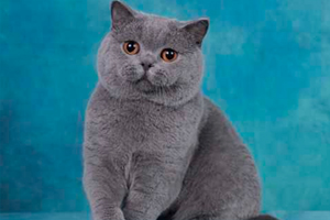 藍貓配貓注意事項