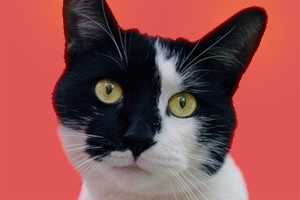 貓耳朵發熱怎么回事