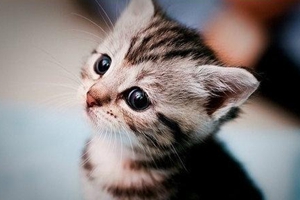 中華田園貓怎么洗澡