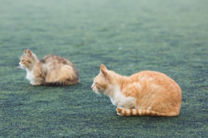 小貓絕育注意什么