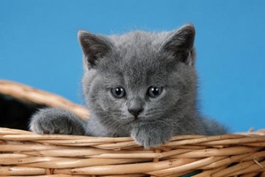 英國短毛貓吃什么東西