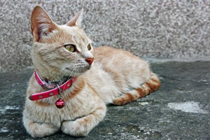 三個月小貓咪怎么養