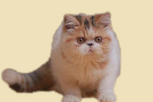 加菲貓什么時候做驅(qū)蟲