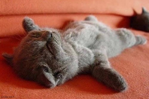 生產完的貓貓要吃什么