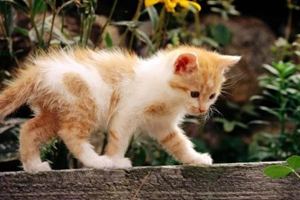 新生貓咪如何護理