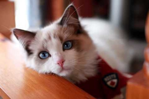 布偶貓發情怎么辦