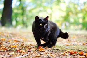 黑貓怎么養(yǎng)不變色