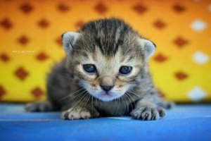 小貓打疫苗注意事項(xiàng)有哪些