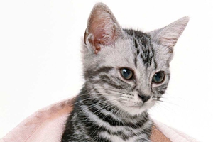 兩個月的貓貓怎么喂養